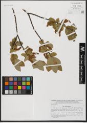 Foto von Salix hastata L.